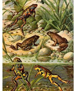 Vintage Nature, Natr-060
