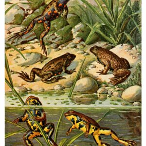 Vintage Nature, Natr-060