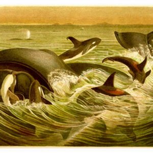 Vintage Nature, Natr-065