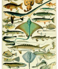 Vintage Nature, Natr-069
