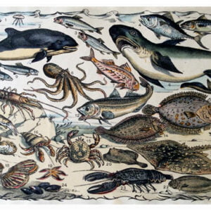 Vintage Nature, Natr-070