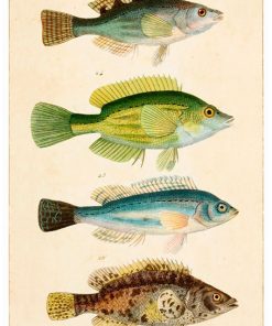 Vintage Nature, Natr-073