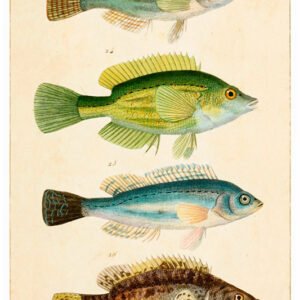 Vintage Nature, Natr-073