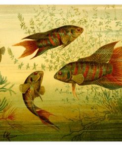 Vintage Nature, Natr-074