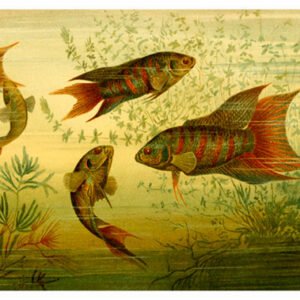 Vintage Nature, Natr-074