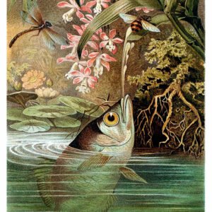 Vintage Nature, Natr-075