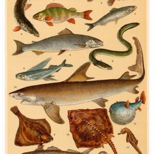 Vintage Nature, Natr-078