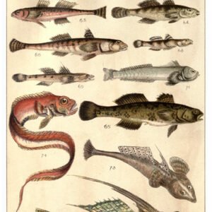 Vintage Nature, Natr-079