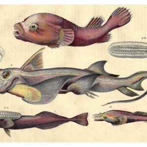 Vintage Nature, Natr-080