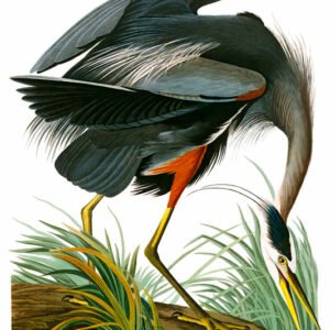 Vintage Nature, Natr-089