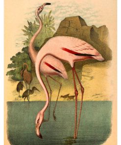 Vintage Nature, Natr-093
