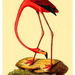 Vintage Nature, Natr-094