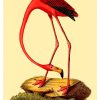 Red Flamingo (American Flamingo) John Latham.  Pe Natr-094