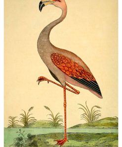 Vintage Nature, Natr-095