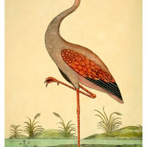 Vintage Nature, Natr-095