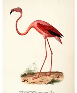 Vintage Nature, Natr-096