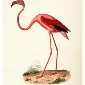 Vintage Nature, Natr-096