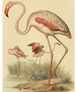 Vintage Nature, Natr-097