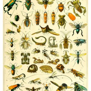 Vintage Nature, Natr-055