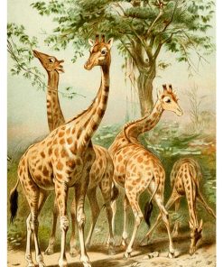 Vintage Nature, Natr-056