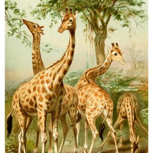 Vintage Nature, Natr-056