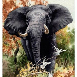 Vintage Nature, Natr-057