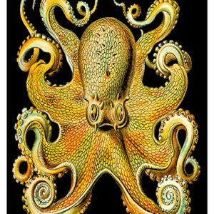 Vintage Nature, Natr-058