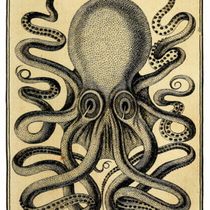 Vintage Nature, Natr-059