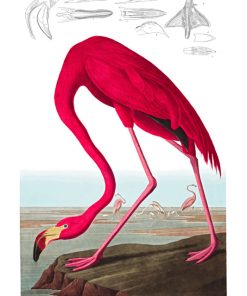 American Flamingo, John James Audubon, LG-Natr-083