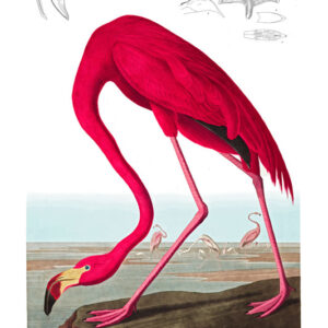 American Flamingo, John James Audubon, LG-Natr-083