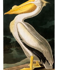 American White Pelican, John James Audubon, LG-Natr-085