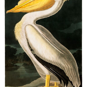 American White Pelican, John James Audubon, LG-Natr-085
