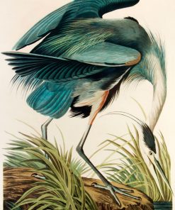Great Blue Heron, John James Audubon, LG-Natr-086