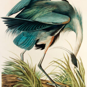 Great Blue Heron, John James Audubon, LG-Natr-086