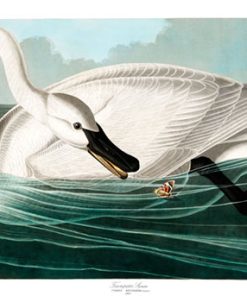 Trumpeter Swan, John James Audubon, LG-Natr-088