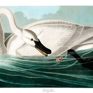 Trumpeter Swan, John James Audubon, LG-Natr-088
