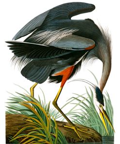 Great Blue Heron, John James Audubon, LG-Natr-089