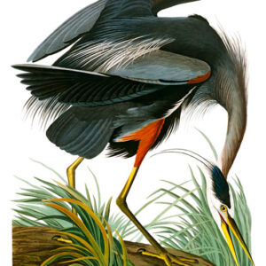 Great Blue Heron, John James Audubon, LG-Natr-089