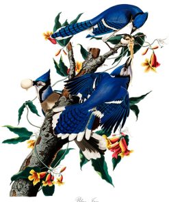 BLUE JAY, John James Audubon, LG-Natr-090