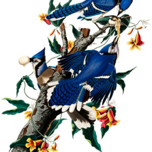 BLUE JAY, John James Audubon, LG-Natr-090