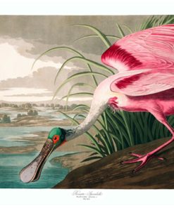 Roseate Spoonbill, John James Audubon, LG-Natr-092