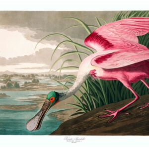Roseate Spoonbill, John James Audubon, LG-Natr-092