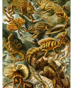 Lacertilia, Ernst Haeckel - Pe Natr-001