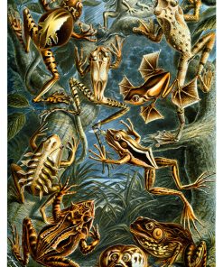 Batrachia, Amphibians, Ernst Haeckel - Pe Natr-002