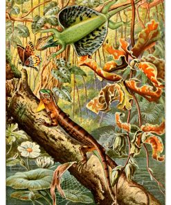 Flying dragons, Draco volans, Flugdrache, Ernst Haeckel - Pe Natr-003