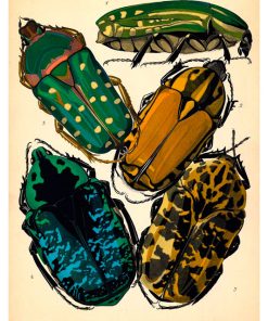 Insectes, Émile-Allain Séguy - Pe Natr-006