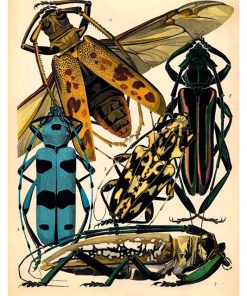 Insectes, Émile-Allain Séguy - Pe Natr-008