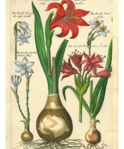 Florilegium, Emanuel Sweerts  - Pe Natr-018 A